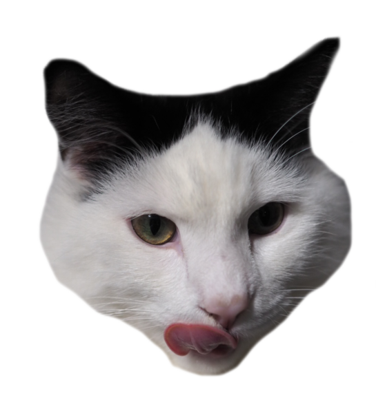 猫の顔の写真