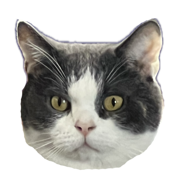 猫の顔の写真