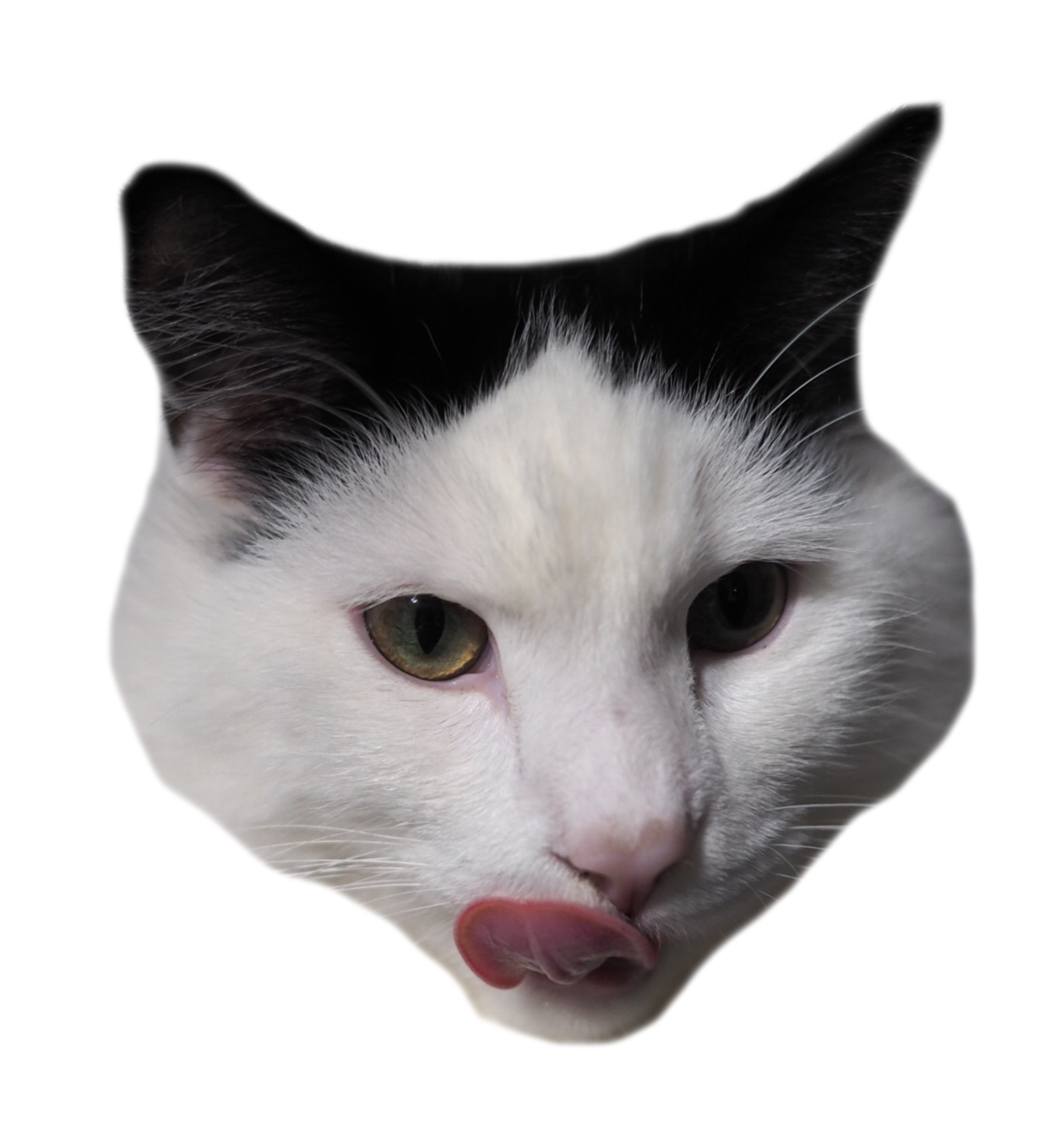 Photo of a cat's face