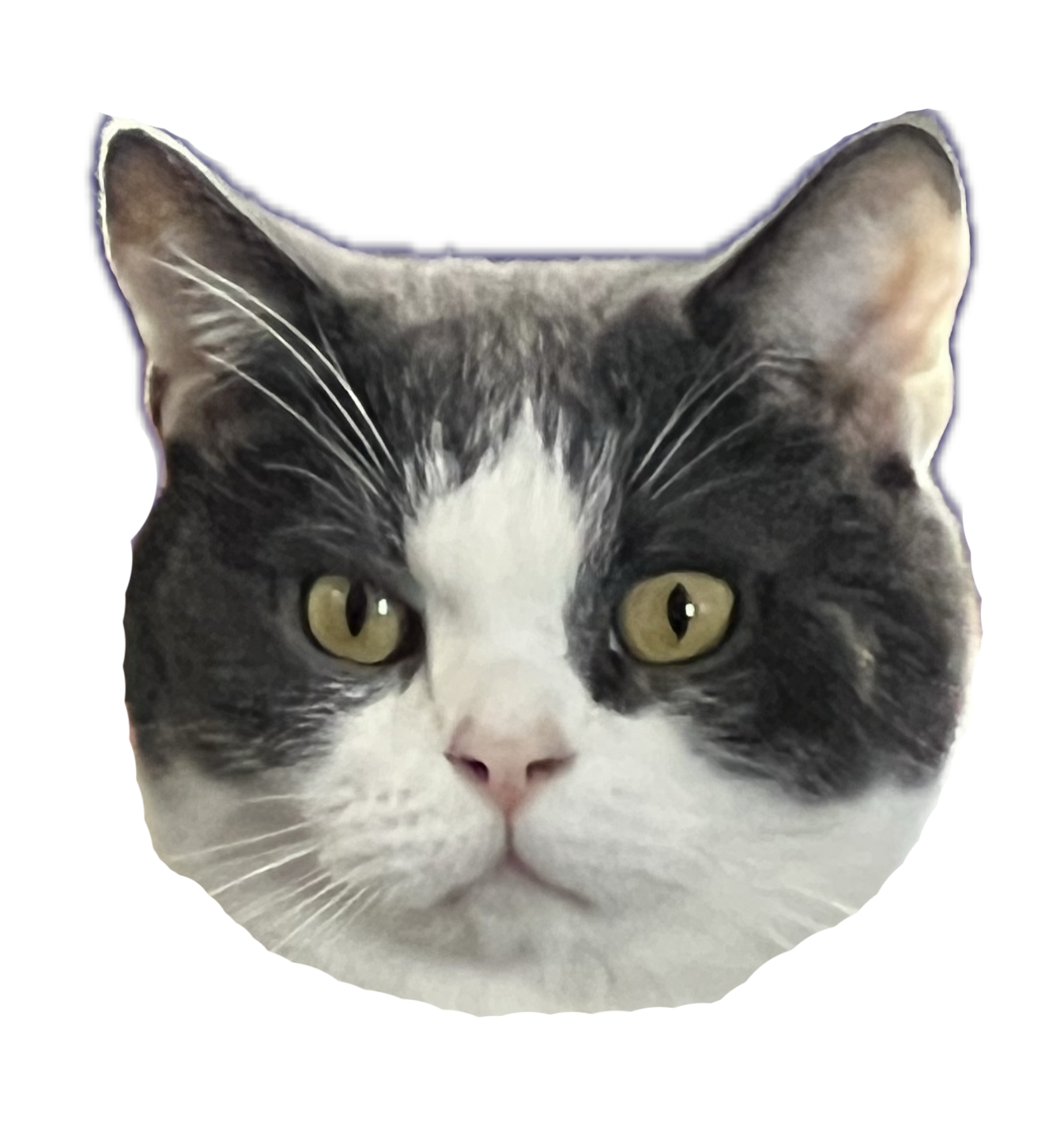 Photo of a cat's face