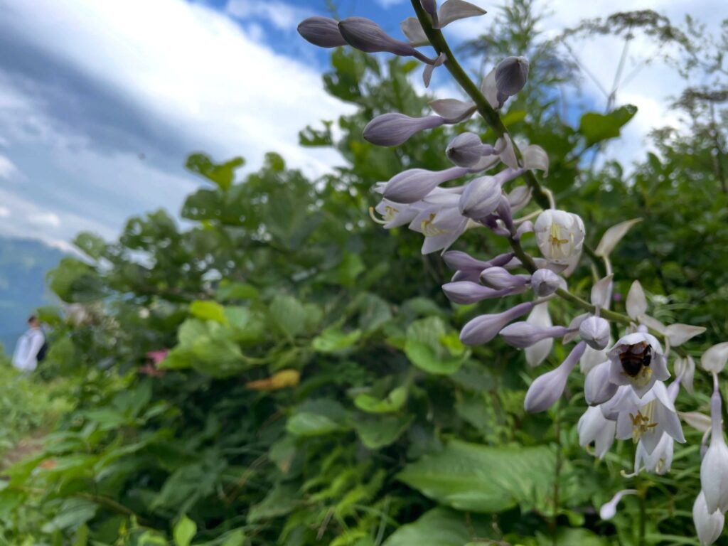 薄紫色のつぼみから白っぽいラッパ状の花が一方向に並んで咲く